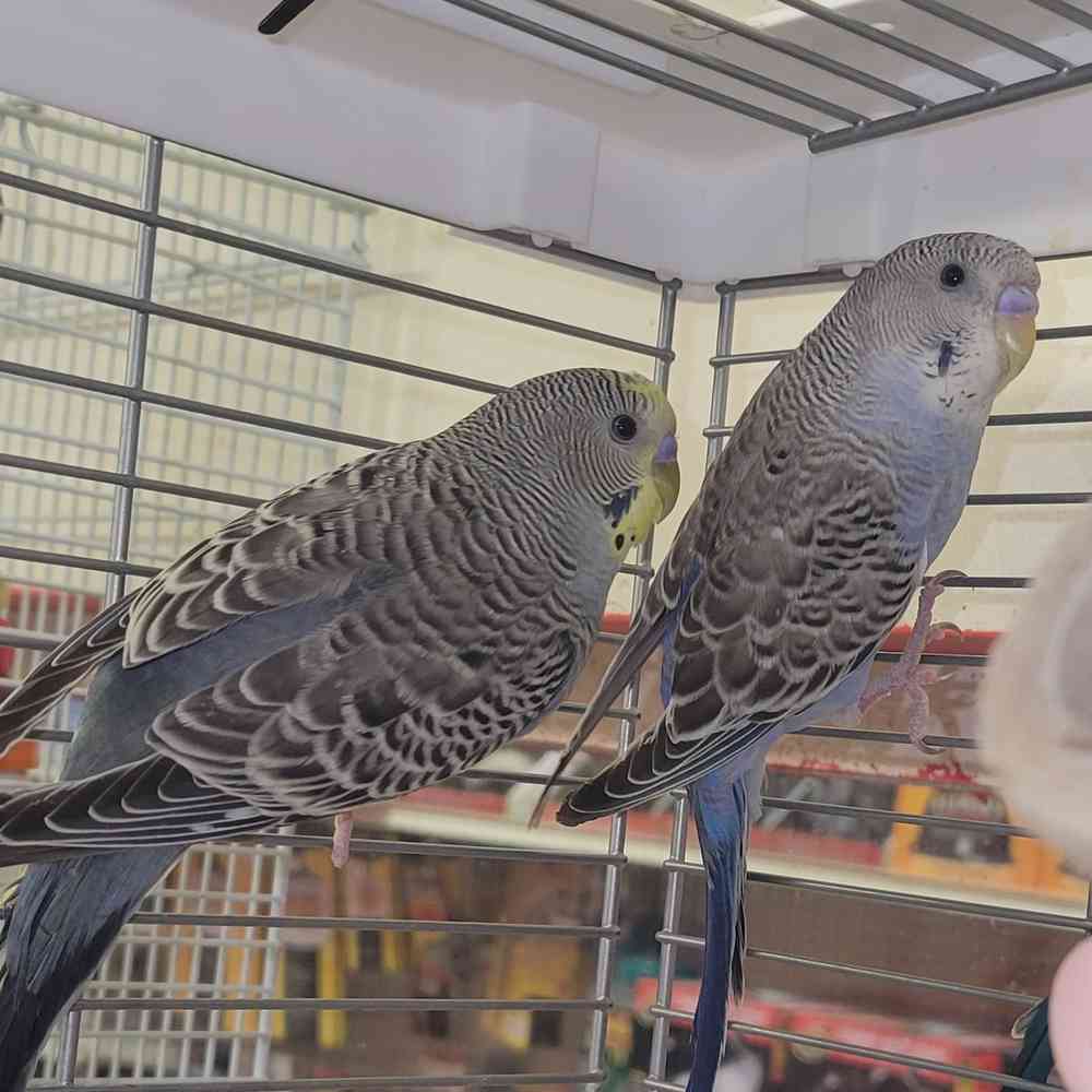 Parakeet image