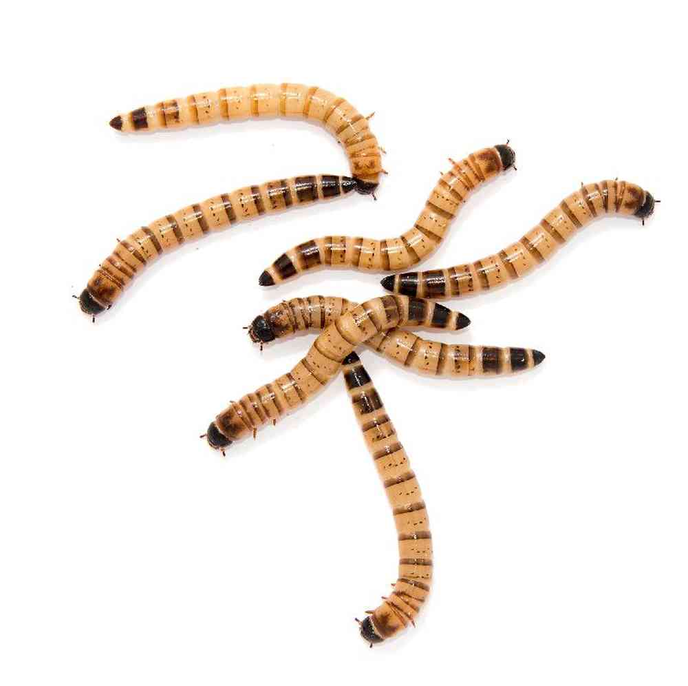 Superworm (Mega Worm) 24ct image