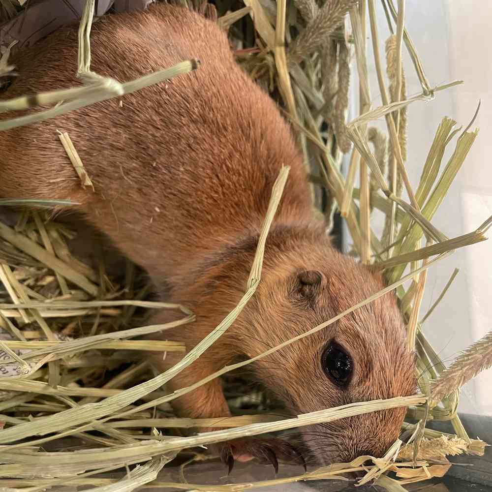 Prairie Dog image