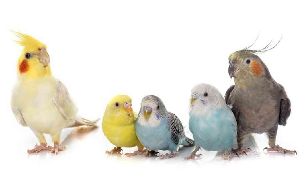 default-pet-img