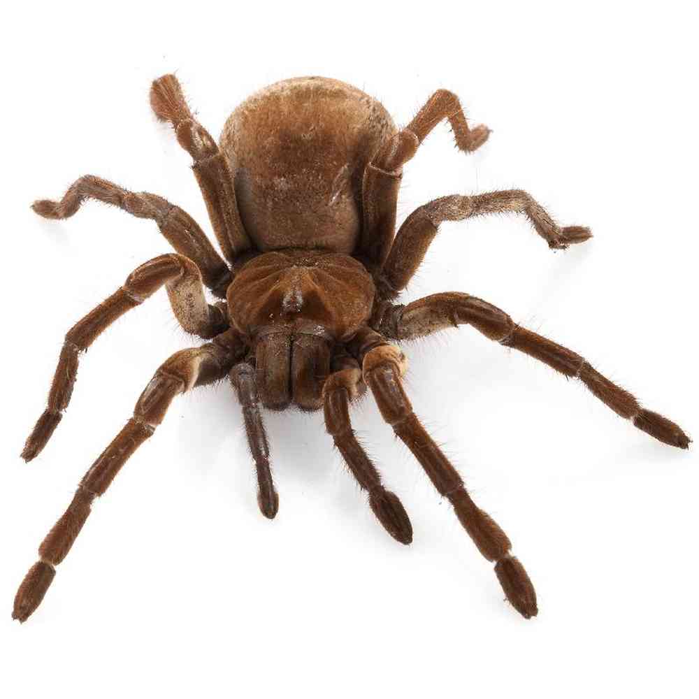 Goliath Birdeater Tarantula image