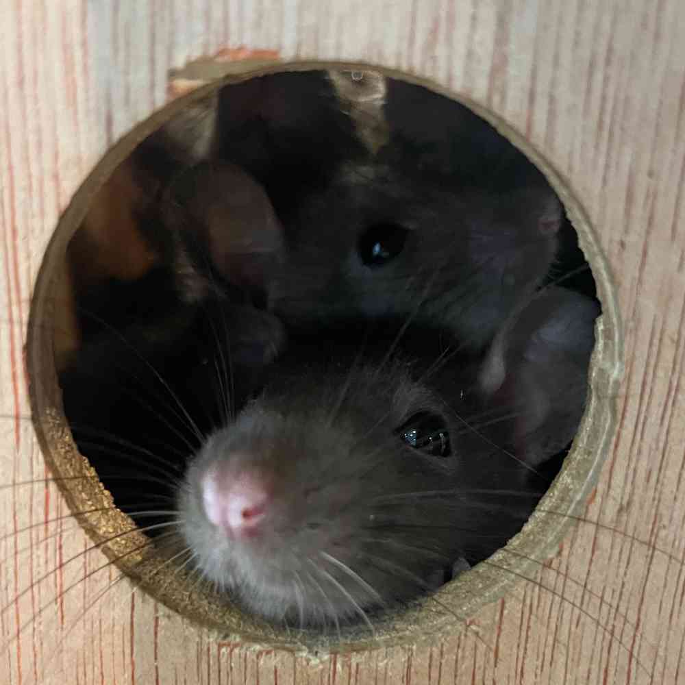 Fancy Rat image