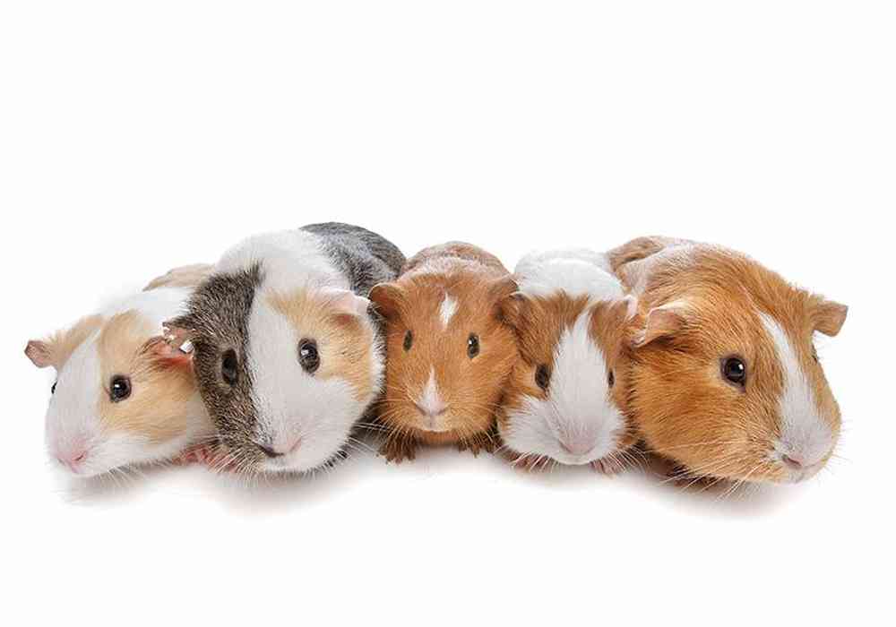 Guinea Pig image