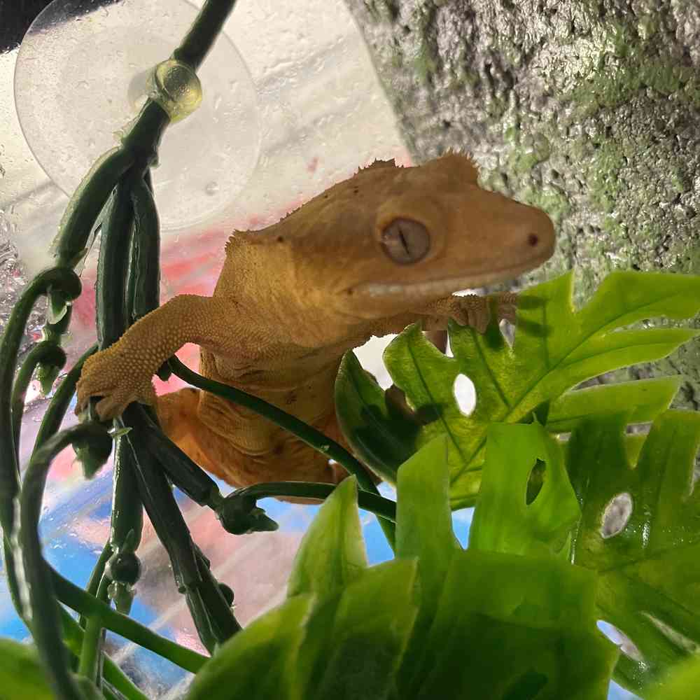 Crested Gecko image