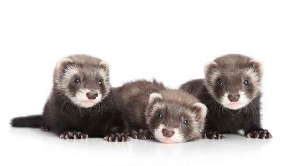 Ferret image