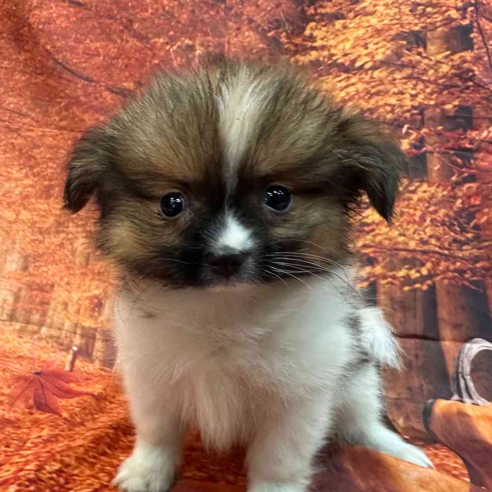 Pom Shi For Sale Pet City Colonie Center