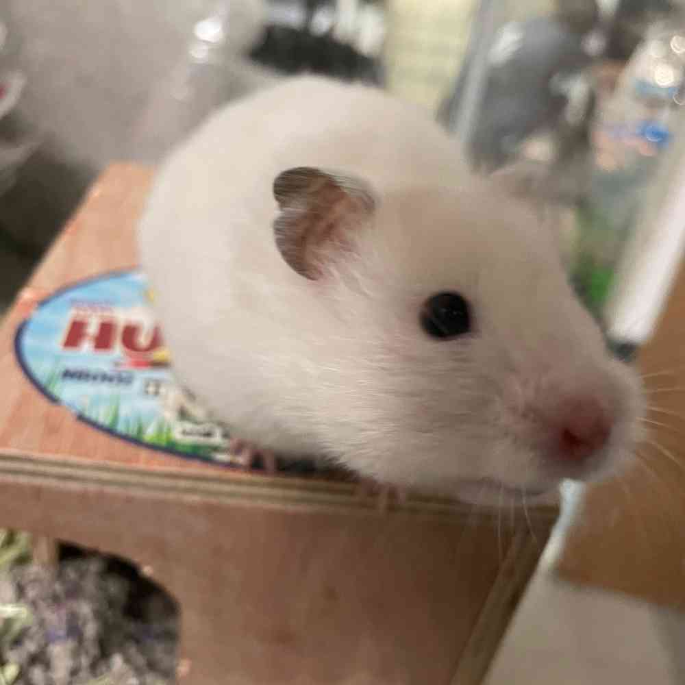 Teddy Bear Hamster image