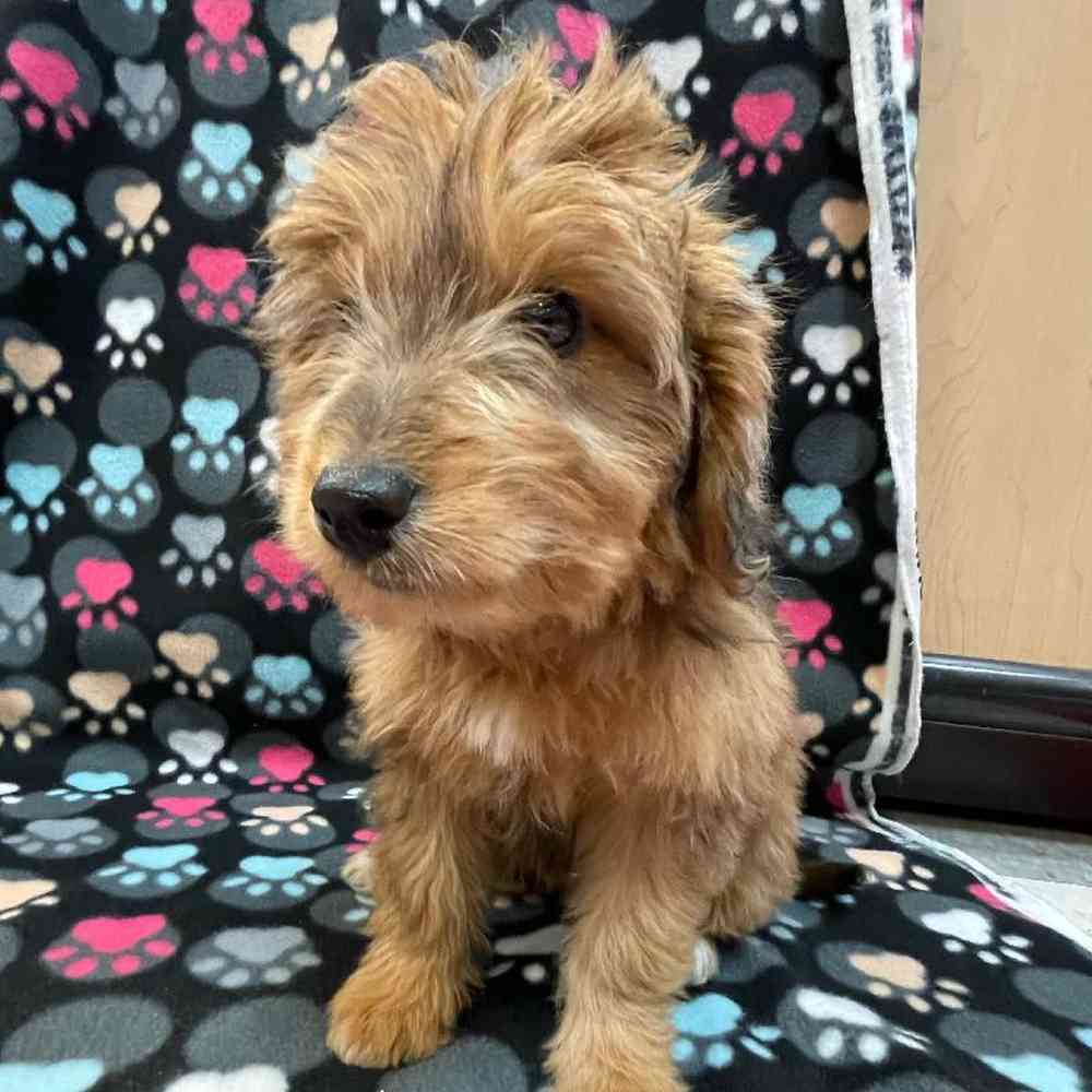 Female Mini Aussiedoodle Puppy for sale