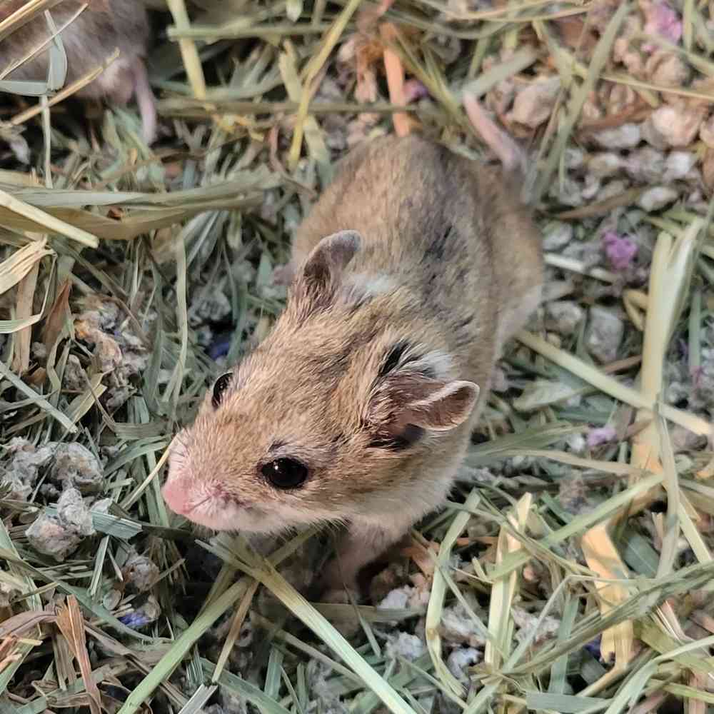 Chinese Dwarf Hamster image