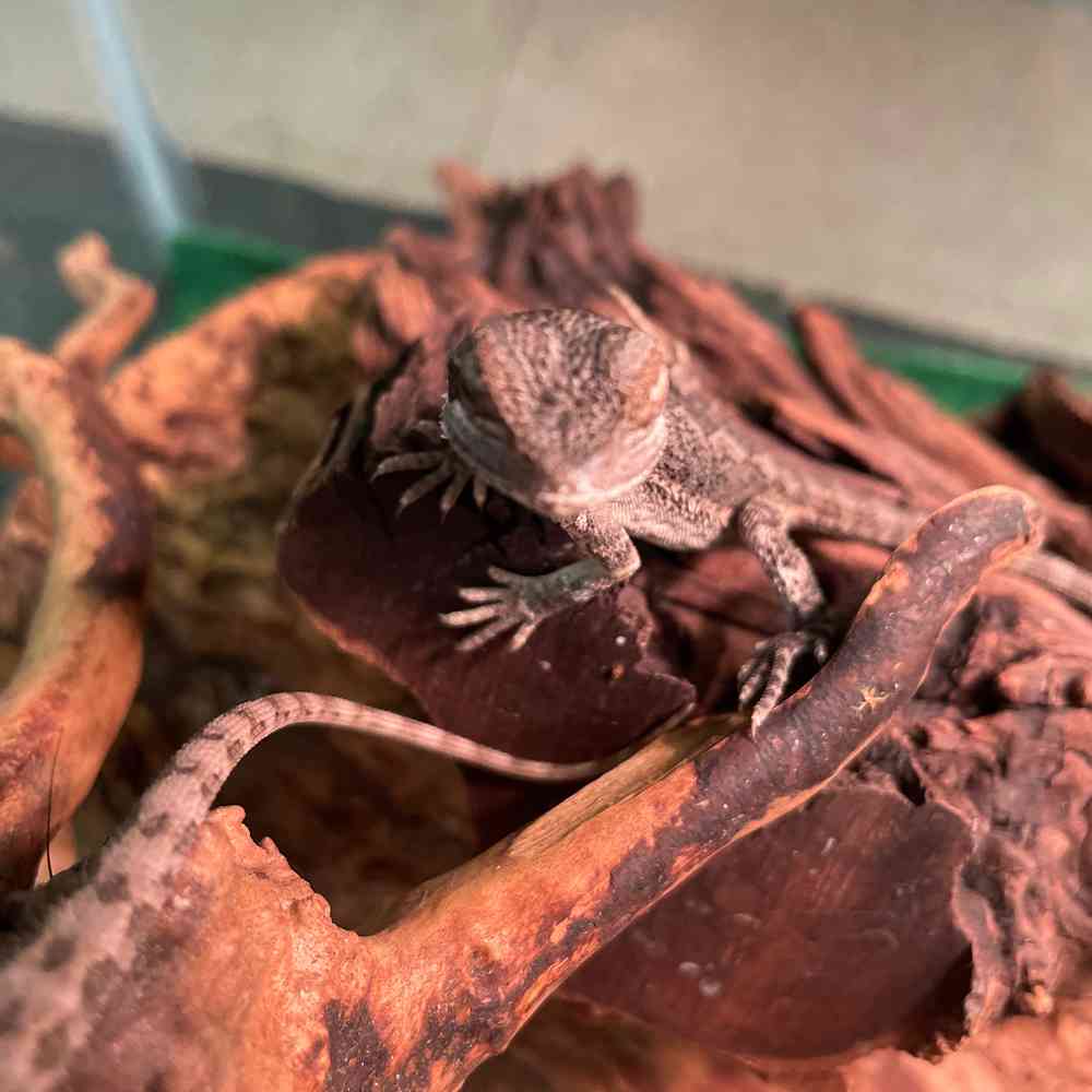 Bearded Dragon image