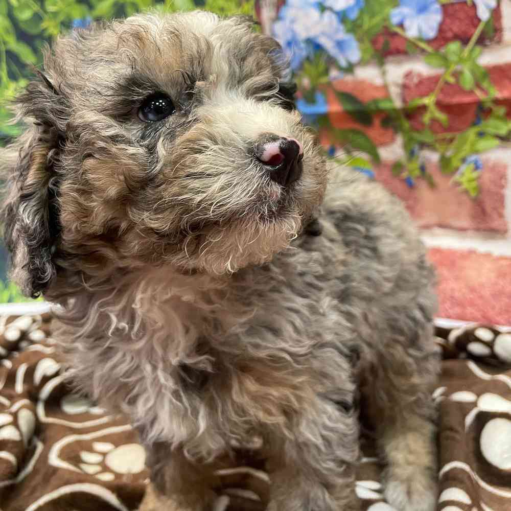 Mini Bernedoodle image
