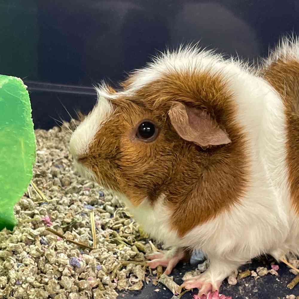 Guinea Pig image