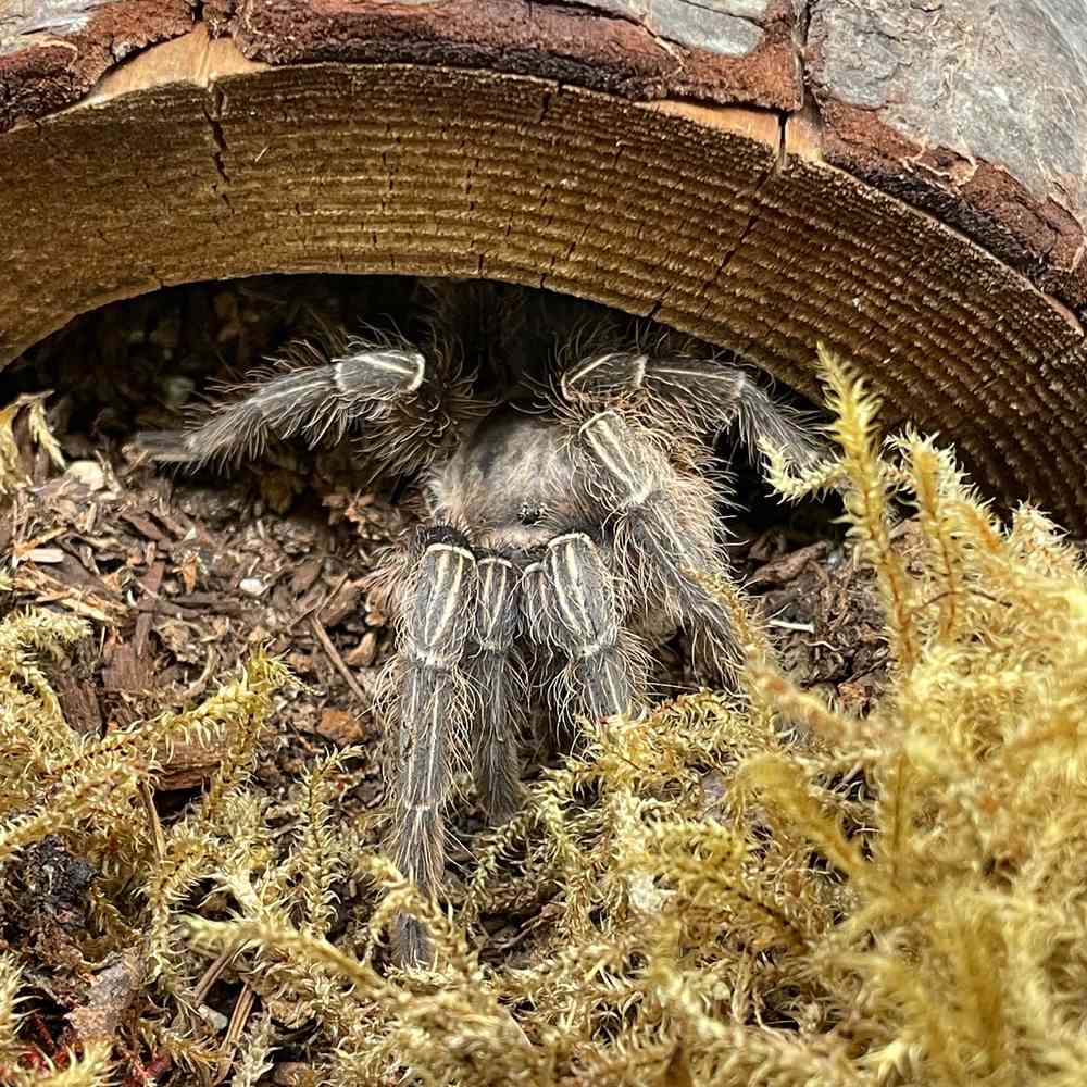 Striped Knee Tarantula image