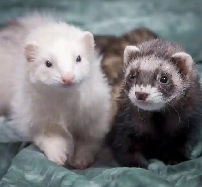 default-pet-img