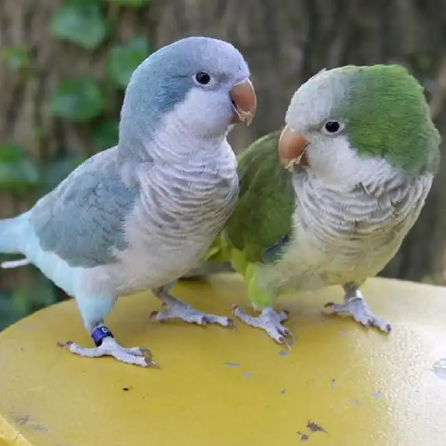 Unknown Quaker Parrot Bird for Sale in Rotterdam, NY